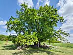 IMG_20260424_122426