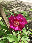 IMG_20260424_130750