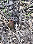 IMG_20260411_095331
