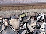 IMG_20260420_091953