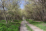 IMG_4856_1