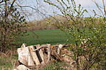 IMG_4928_1