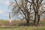 IMG_4903_1