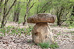 Kőgomba