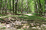 Erdőrészlet