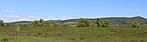 Panoráma