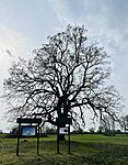 IMG_4919