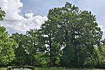 IMG_20260514_130004