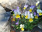 IMG_20260510_114439