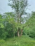 IMG_20260517_161631