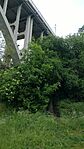 IMG_20260517_151242407