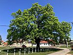 IMG_4881(1)