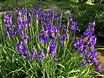 IMG_5268(1)