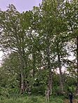 IMG_5288(1)