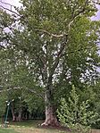 IMG_5289(1)