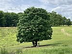 IMG_5323(1)