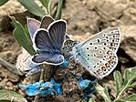 IMG_5326(1)
