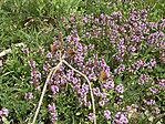 IMG_5332(1)