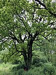 IMG_5445(1)