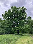 IMG_5447(1)