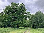 IMG_5448(1)