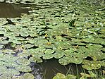 IMG_5468(1)