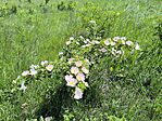 IMG_20260524_105941