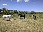 IMG_20260524_110141
