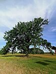 IMG_20260530_080445