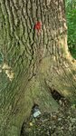 log-image-1779724463140-0