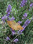 PXL_20260531_105025441