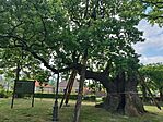 IMG_20260510_085134.jpg