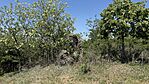 IMG_1351