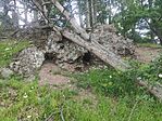 IMG_20260525_124303