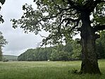 IMG_7545