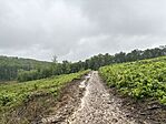 IMG_7548