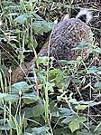 IMG_1582
