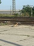 IMG_1595