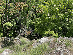 IMG_9552