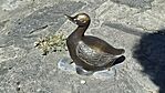 20260505_femkacsa a közelben