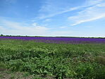 IMG_3548