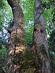 IMG_20260531_062429_617