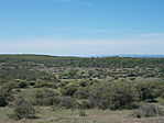Szavanna