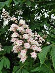 IMG_20260507_131021