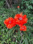 IMG_20260507_102629