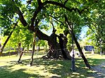 IMG_20260508_100847