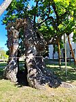 IMG_20260508_100730