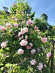IMG_20260510_143802