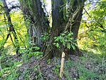 IMG_20260510_115203