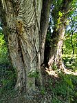 IMG_20260510_115317